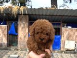 Red poodle yavrular