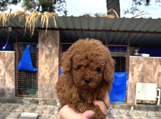 Red Poodle Yavrular