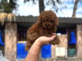 Red Poodle Yavrular