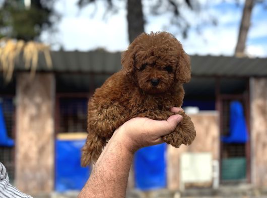 Red Poodle Yavrular görsel