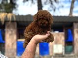 Red Poodle Yavrular