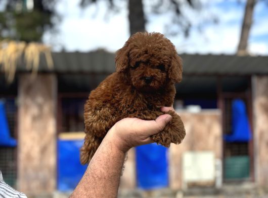 Red Poodle Yavrular görsel