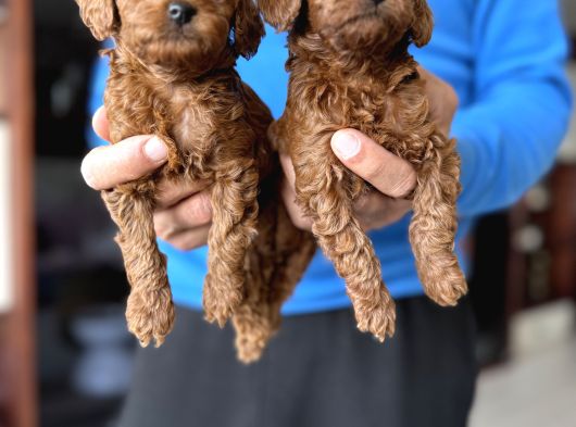 Toy Poodle Korekan Safkan Bebekler görsel