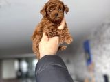 Toy Poodle Korekan Safkan Bebekler