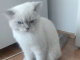 7 Aylık Dişi British Shorthair