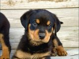 Macar Kafa Rotweiler