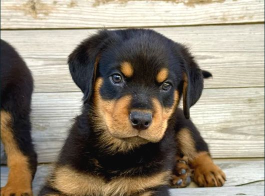 Macar Kafa Rotweiler görsel