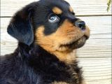 Macar Kafa Rotweiler