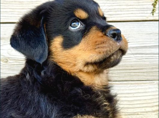 Macar Kafa Rotweiler görsel