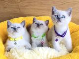 Okyanus Gözlü Point British Shorthair Yavrularım