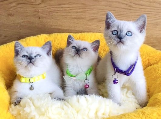 Okyanus Gözlü Point British Shorthair Yavrularım görsel