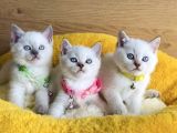 Okyanus Gözlü Point British Shorthair Yavrularım