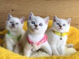 Okyanus Gözlü Point British Shorthair Yavrularım