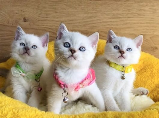 Okyanus Gözlü Point British Shorthair Yavrularım görsel