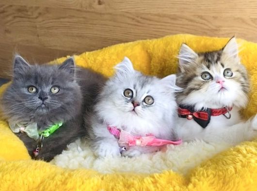 A Kalite Rengarenk British Longhair Yavrularım görsel