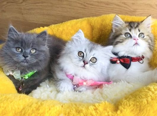 A Kalite Rengarenk British Longhair Yavrularım görsel
