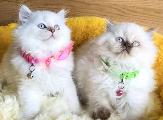 A Kalite Rengarenk British Longhair Yavrularım görsel