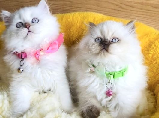 A Kalite Rengarenk British Longhair Yavrularım