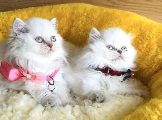 A Kalite Rengarenk British Longhair Yavrularım görsel