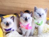 Okyanus Gözlü Point British Shorthair Yavrularım