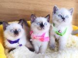 Okyanus gözlü point british shorthair yavrularım