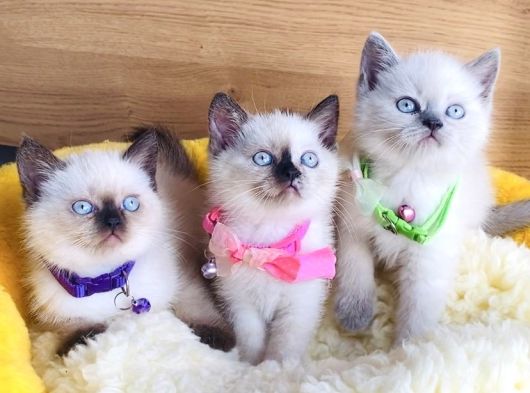 Okyanus Gözlü Point British Shorthair Yavrularım