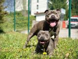 Scr Belgeli Staffordshire Bull Terrier