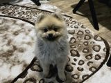 Pomeranian Boo