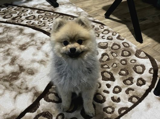 Pomeranian Boo görsel