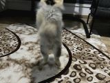Pomeranian Boo