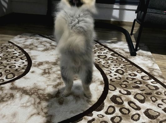Pomeranian Boo görsel