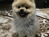 Pomeranian Boo