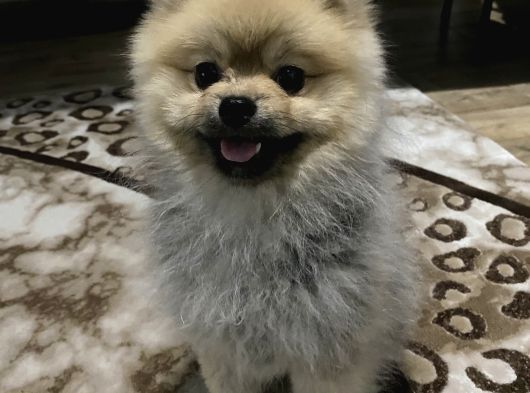 Pomeranian Boo
