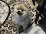 Pomeranian Boo