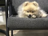 Pomeranian Boo