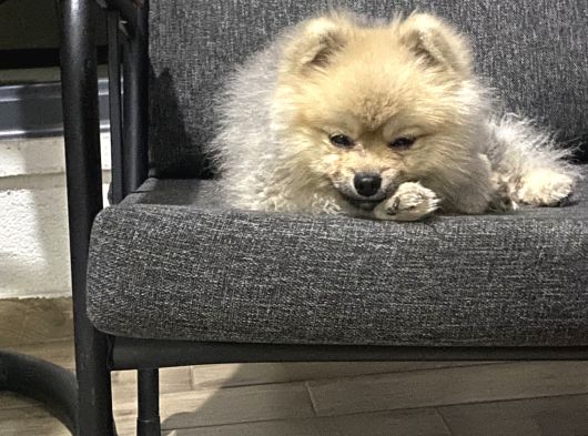 Pomeranian Boo görsel