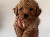 Toy Poodle Aprikot Aşılı Bebek