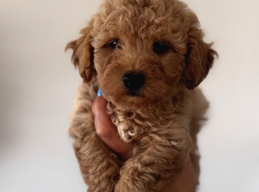 Toy Poodle Aprikot Aşılı Bebek görsel