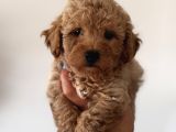 Toy Poodle Aprikot Aşılı Bebek