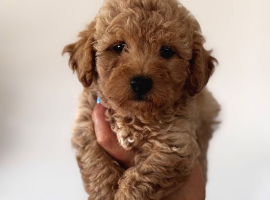 Toy Poodle Aprikot Aşılı Bebek görsel