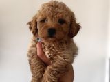 Toy Poodle Aprikot Aşılı Bebek