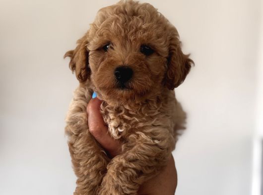 Toy Poodle Aprikot Aşılı Bebek görsel