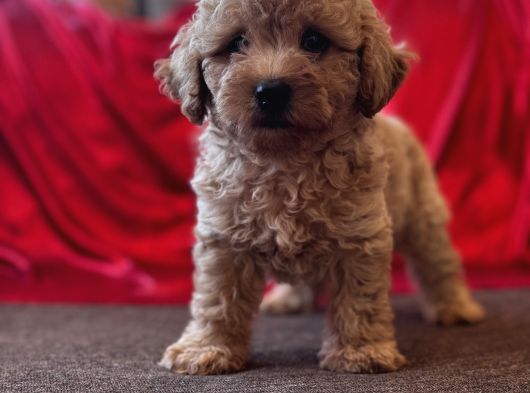 Toy Poodle Aprikot Aşılı Bebek görsel