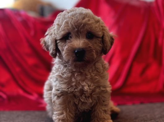 Toy Poodle Aprikot Aşılı Bebek görsel