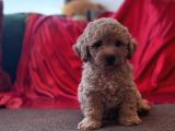Toy poodle aprikot aşılı bebek