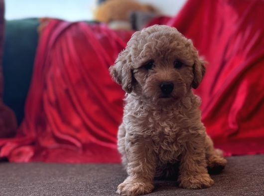 Toy Poodle Aprikot Aşılı Bebek