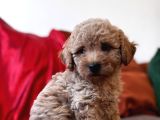 Toy Poodle Aprikot Aşılı Bebek
