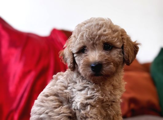 Toy Poodle Aprikot Aşılı Bebek görsel
