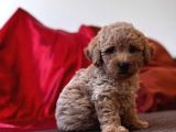 Toy Poodle Aprikot Aşılı Bebek