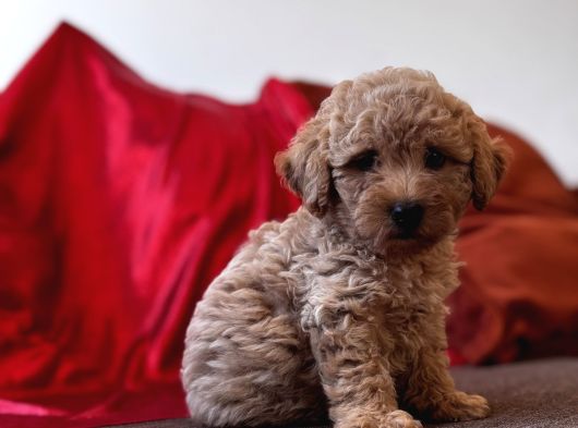 Toy Poodle Aprikot Aşılı Bebek görsel